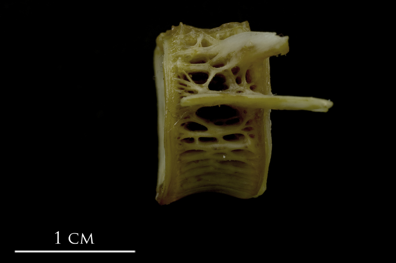 European conger first vertebra lateral view