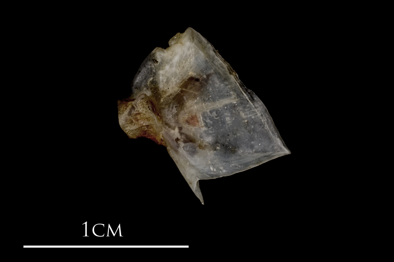 Sea scorpion opercular lateral view