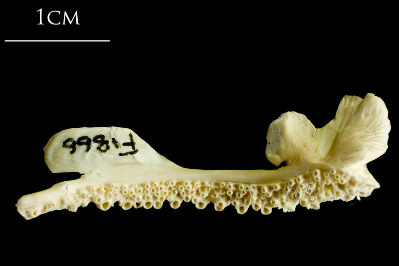 Atlantic cod premaxilla medial view