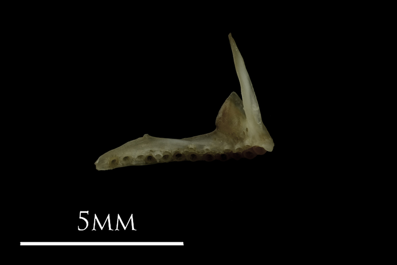 Eelpout premaxilla medial view