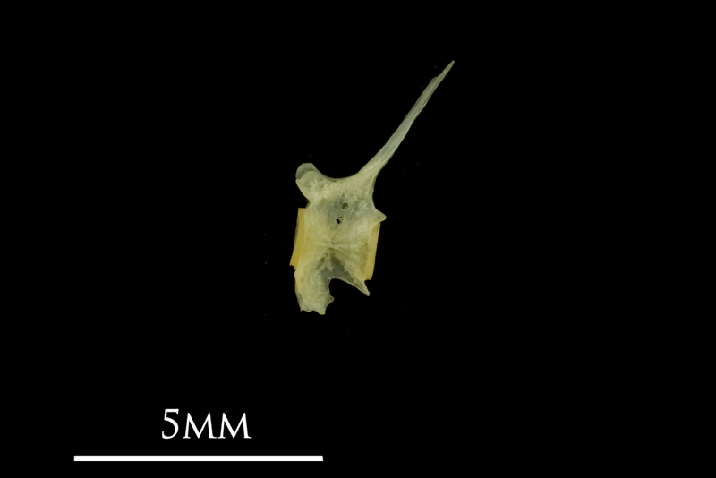 Bullhead precaudal vertebra lateral view