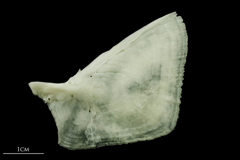 Freshwater bream opercular lateral view