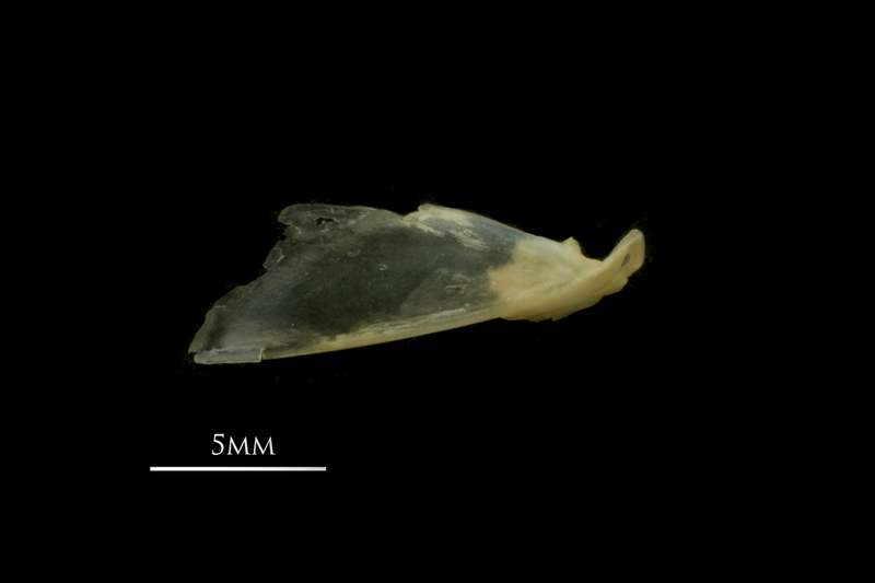 Vendace articular lateral view