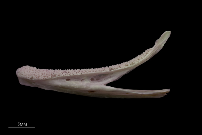 Tub gurnard dentary lateral view