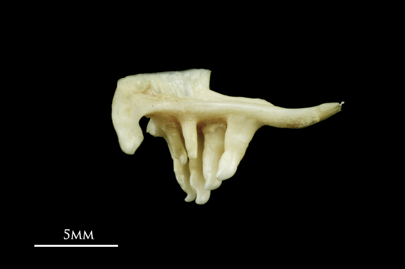 Common dace pharyngeal ventral view