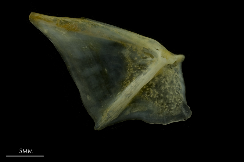 Black seabream opercular medial view