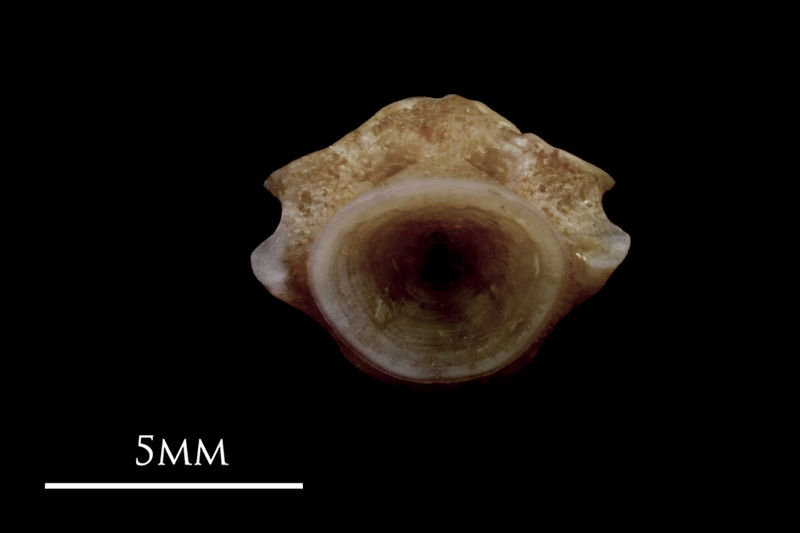 Red seabream first vertebra posterior view