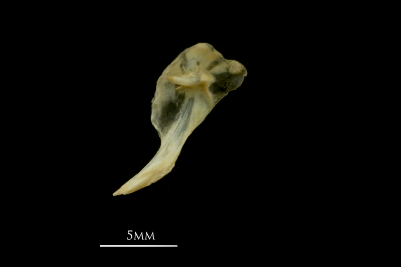 Vendace posttemporal medial view