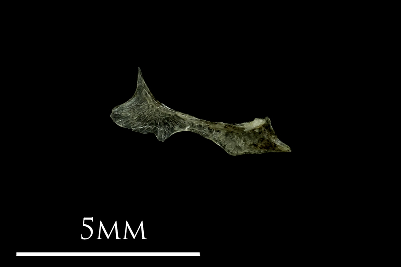 Three-spined stickleback for assessment medial view