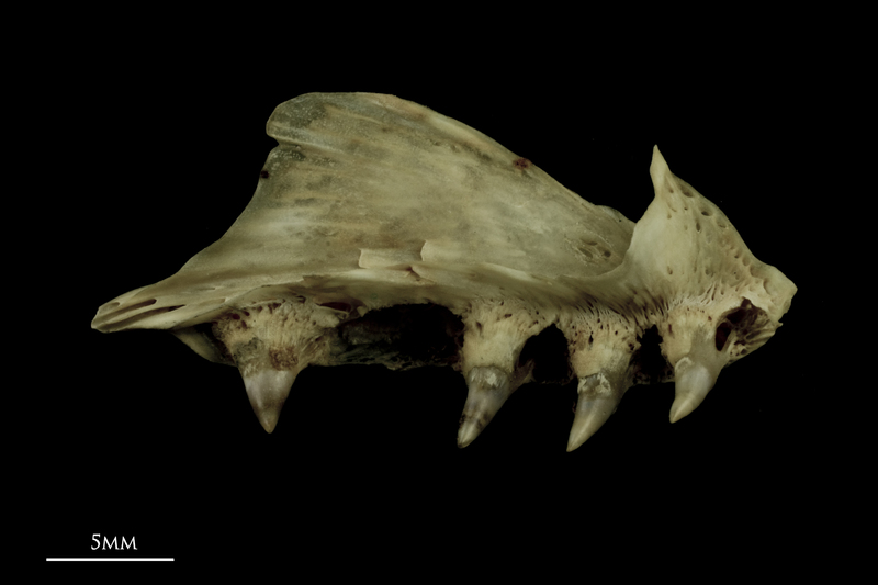 Atlantic salmon premaxilla medial view