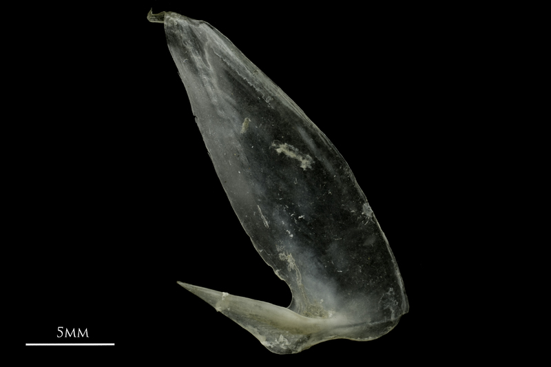 Common pandora subopercular lateral view