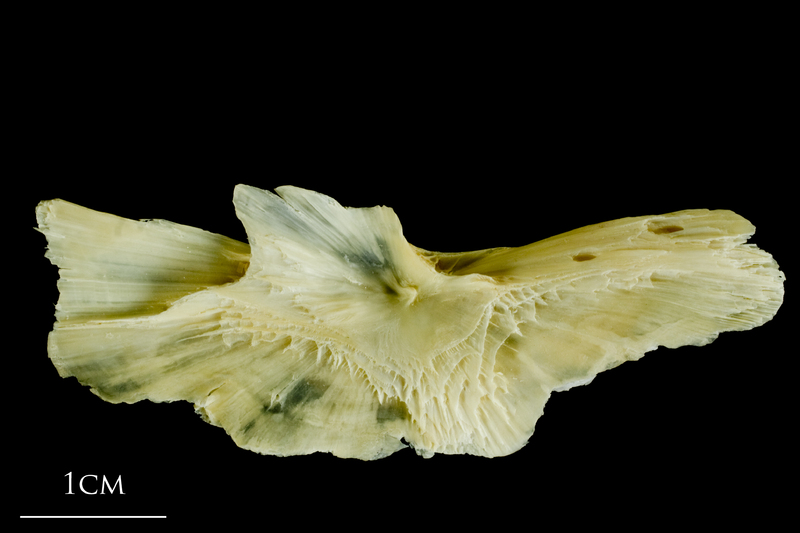 Atlantic cod preopercular medial view