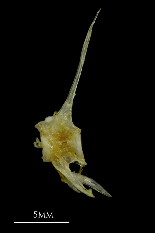 Ruffe precaudal vertebra lateral view