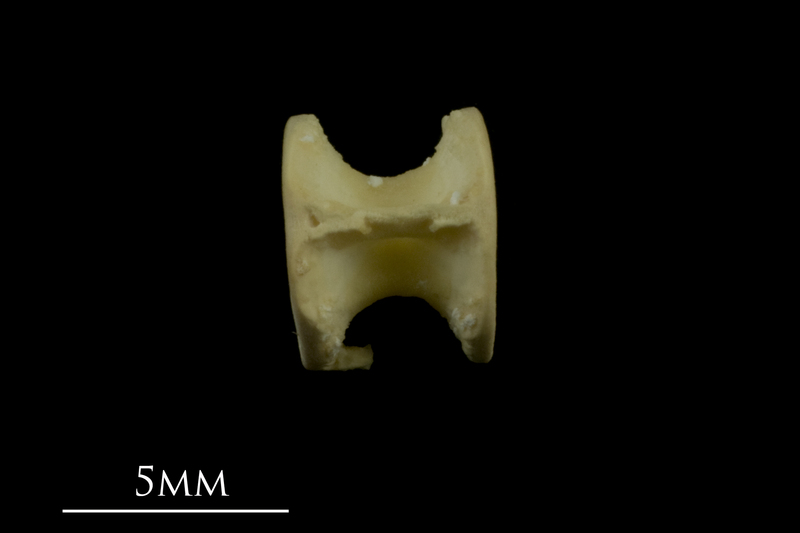 Thornback ray precaudal vertebra lateral view