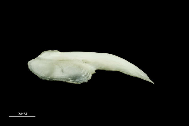 Freshwater bream for assessment lateral view