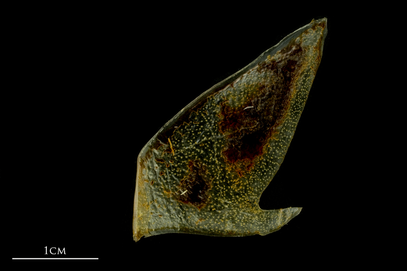 Atlantic mackerel subopercular medial view