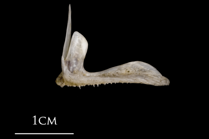 Sea scorpion premaxilla lateral view