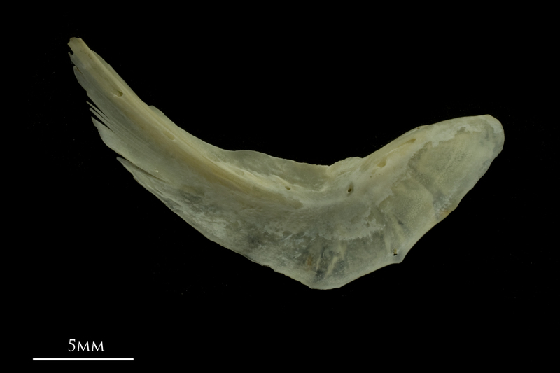 Grayling preopercular medial view