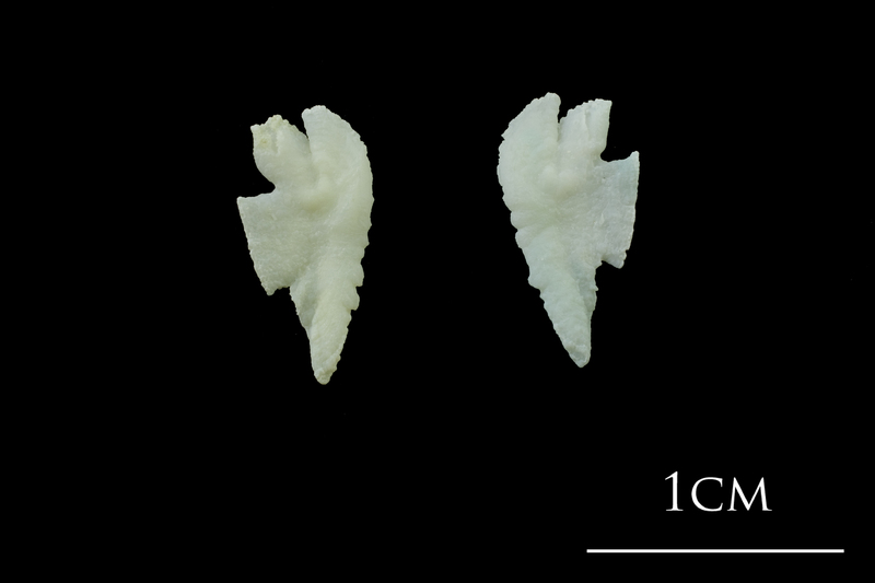 Northern pike otolith(s) view 1