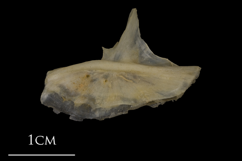 Shore rockling preopercular lateral view