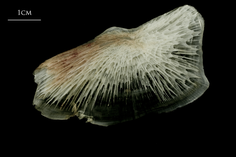 Atlantic halibut subopercular lateral view