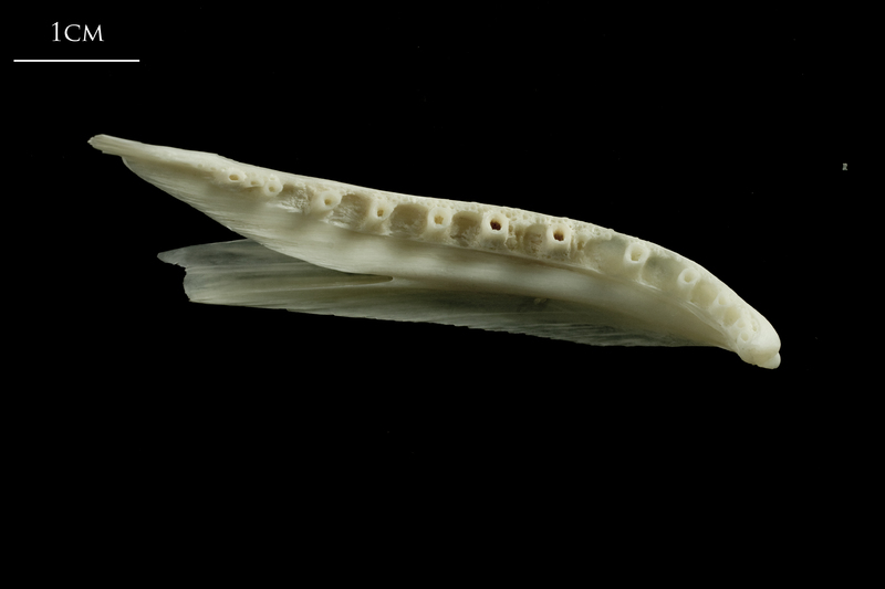 Ling dentary detail view