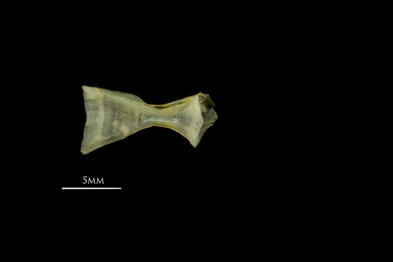 European smelt ceratohyal medial view