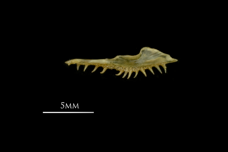 European smelt premaxilla medial view