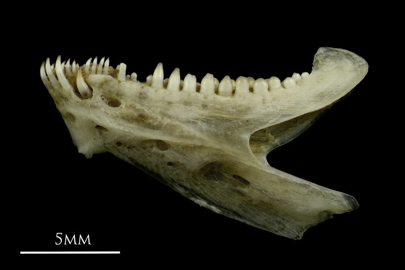 Common pandora dentary lateral view