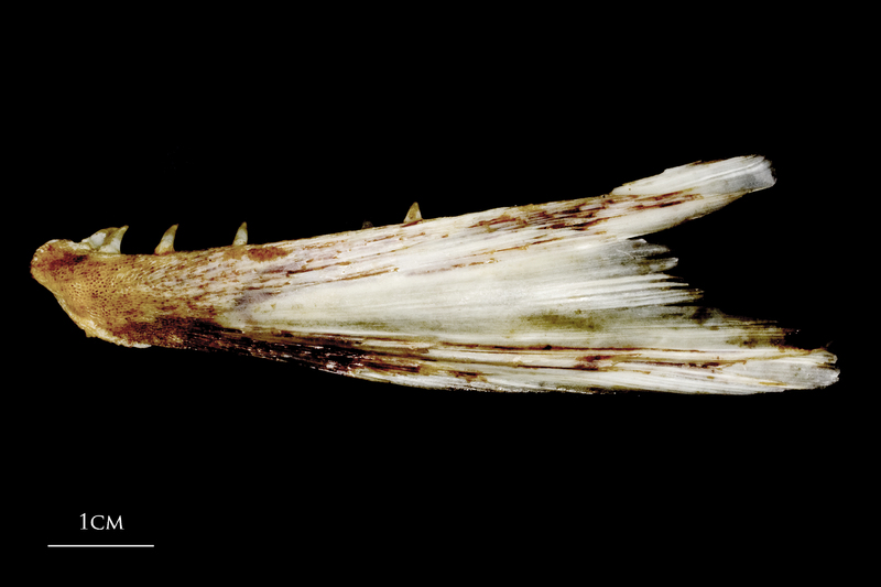 Atlantic salmon dentary lateral view