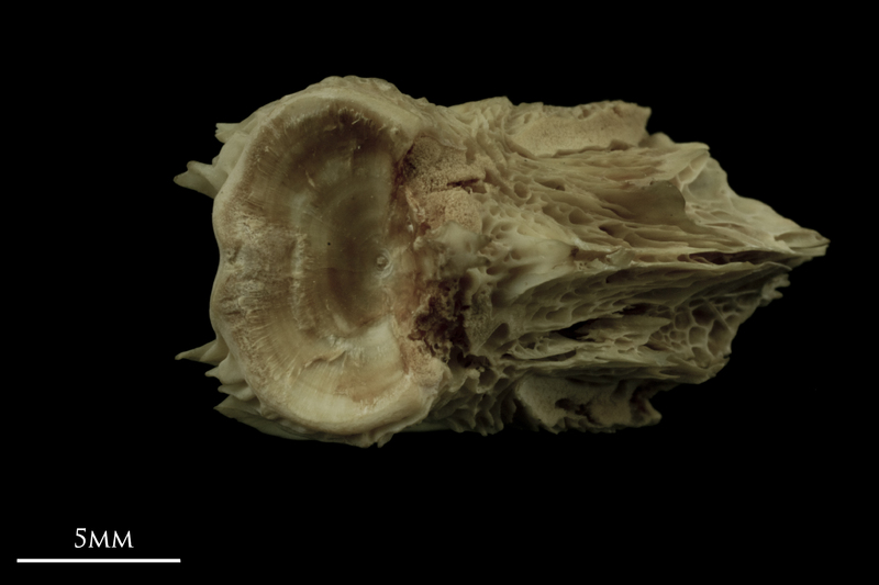 Atlantic salmon basioccipital posterior view