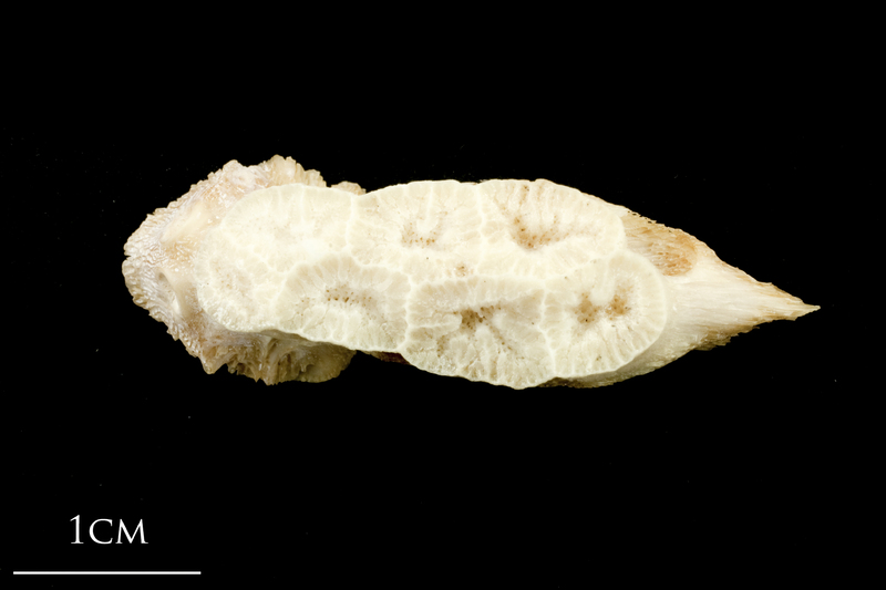 Catfish vomer dorsal view