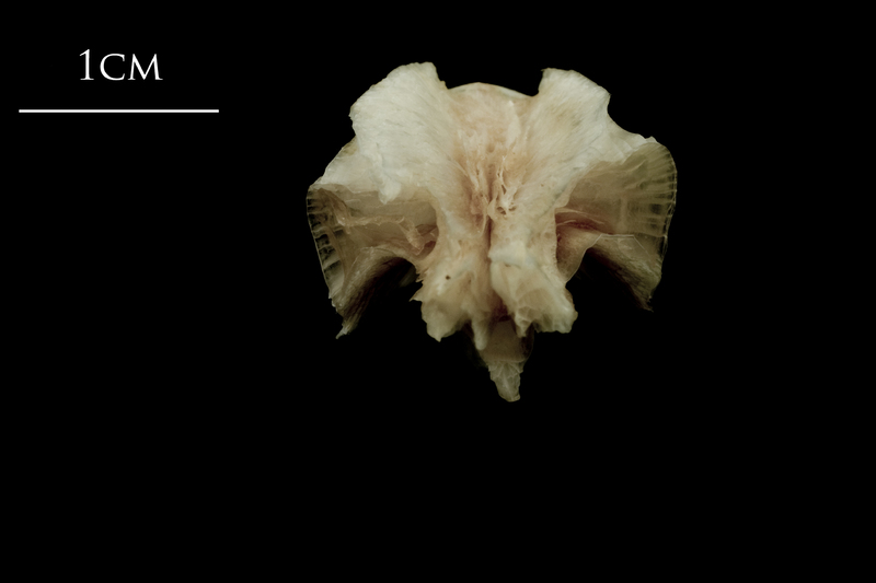 Atlantic halibut basioccipital anterior view