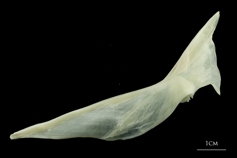 Pollack cleithrum lateral view