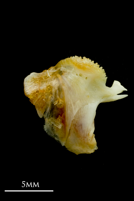 Common sole dentary lateral view