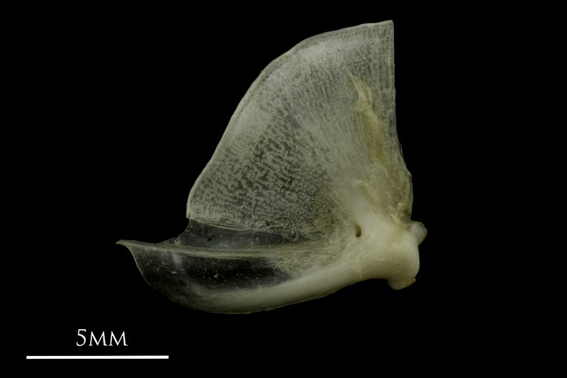 Common pandora quadrate medial view