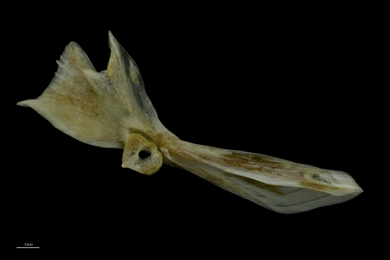 Red gurnard cleithrum medial view