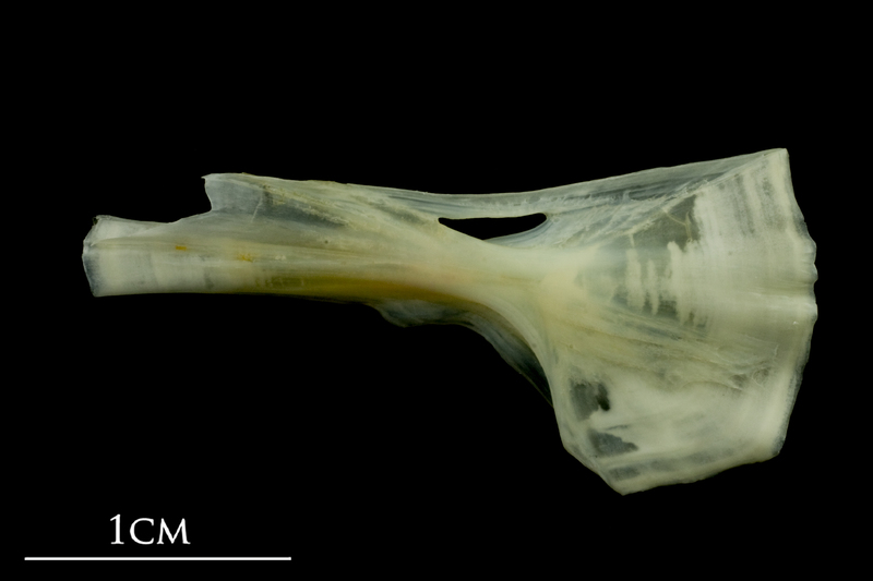 Bullrout ceratohyal lateral view