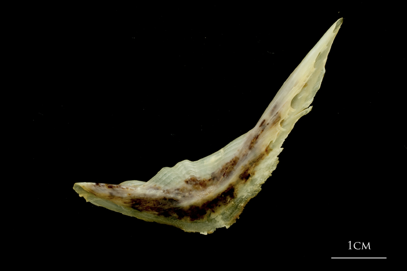 Ballan wrasse preopercular lateral view