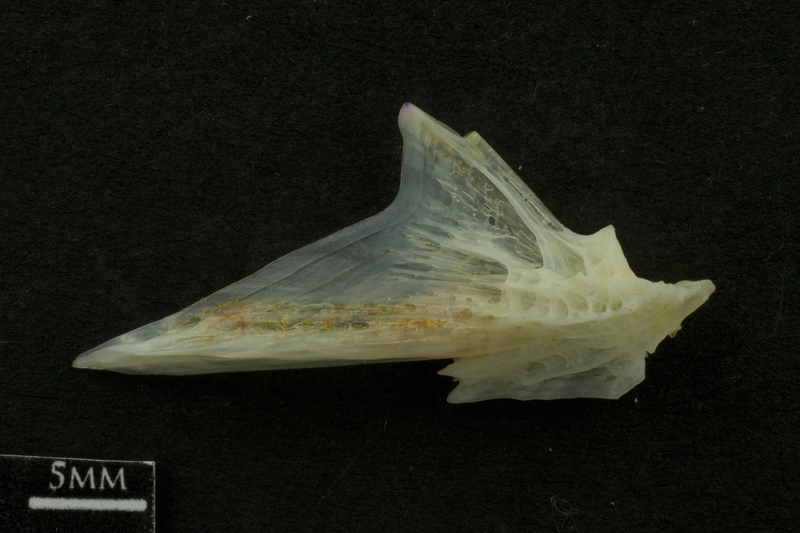 Red gurnard articular lateral view