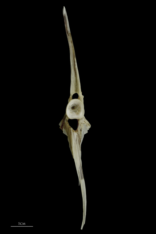 Brill precaudal vertebra anterior view