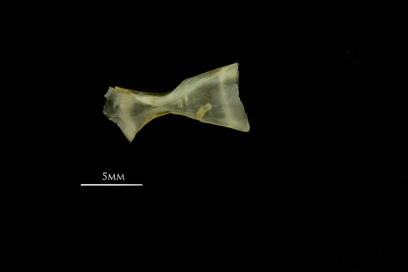 European smelt ceratohyal lateral view