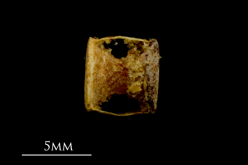 Spurdog precaudal vertebra lateral view