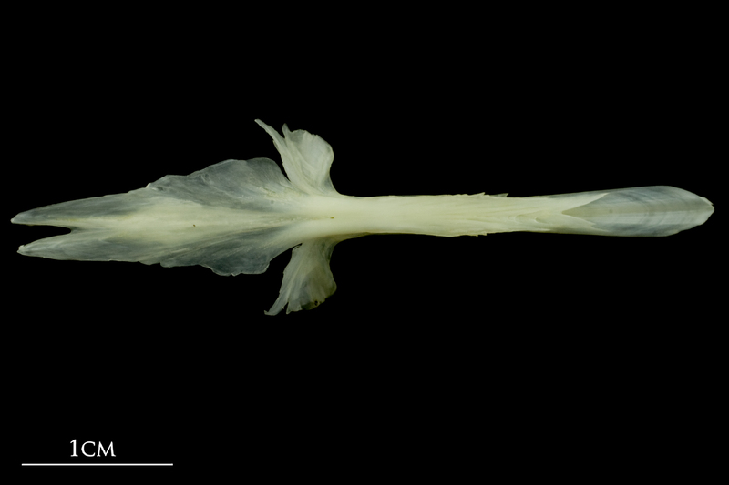 Bullrout parasphenoid ventral view