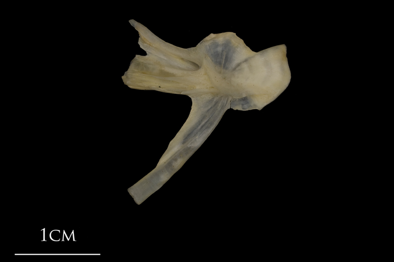 Shore rockling hyomandibular medial view