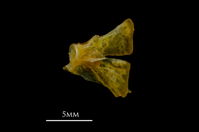 Grey gurnard ultimate vertebra lateral view