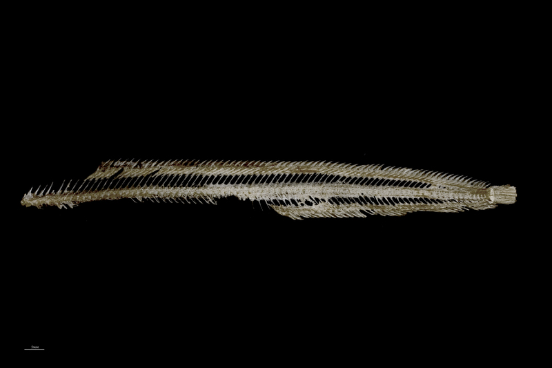 Butterfish vertbral column lateral view