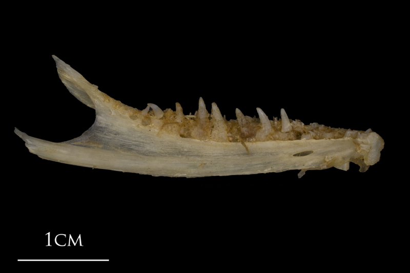 Shore rockling dentary medial view