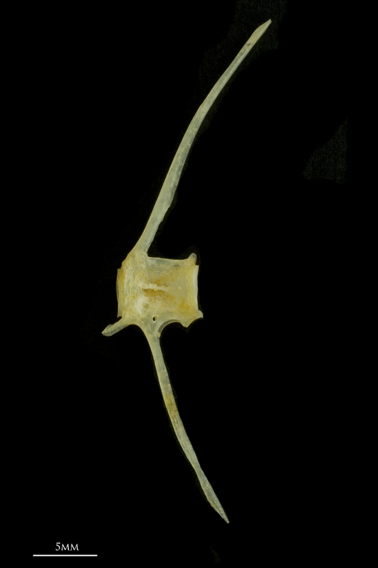 Black seabream caudal vertebra lateral view