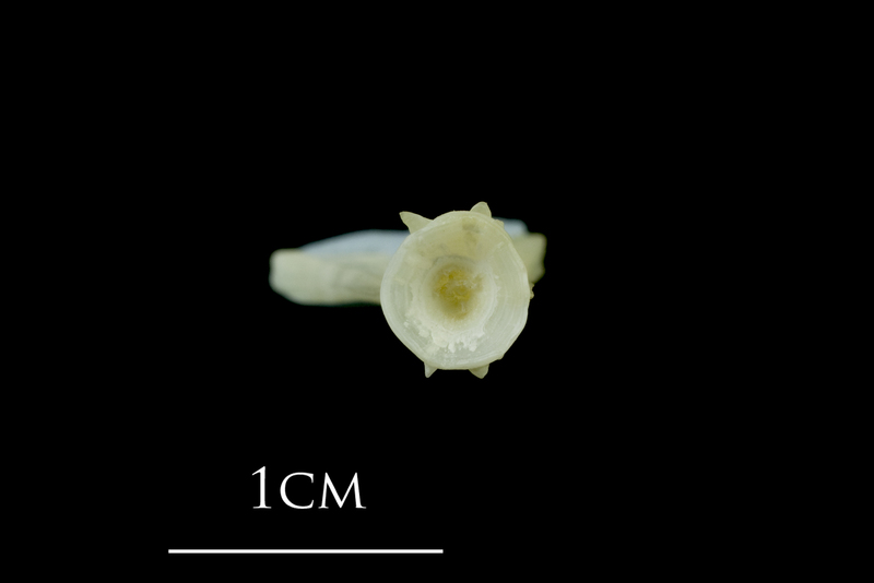 Northern pike ultimate vertebra anterior view